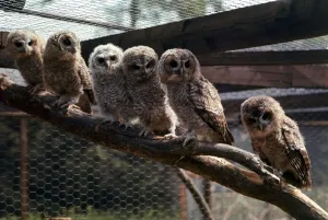 A group of owls all sitting in a row perched on a branch at Chester Zoo October A group of owls all sitting in a row perched on a branch at Chester Zoo October