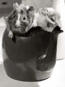 Two guinea pig playing inside a teapot at Crystal Palace Childrens Zoo in South London Two guinea pig playing inside a teapot at Crystal Palace Childrens Zoo in South London
