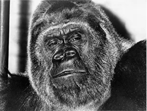Expressions Gallery: Guy the gorilla at London Zoo
