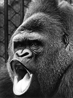 Bored Gallery: Guy the gorilla at London Zoo