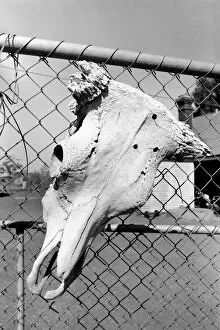 Images Dated 13th April 1977: Gwalia: Ghost town western Australia. The skeleton of a steers head