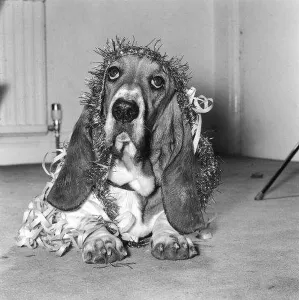 Basset sales hound rspca