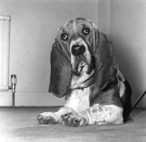 Images Dated 9th December 1977: The hang dog expression says it all for Mildred'