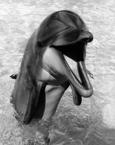Images Dated 9th August 1984: Happy looking dolphin shows off his teeth as he pops his head out of the water