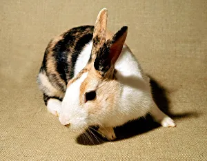 00137 Gallery: Harlequin Rabbit February 1989 A©Mirrorpix