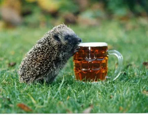 Images Dated 12th November 1993: Harry the hedgehog loves his pint, but only real ale please. 12th November 1993