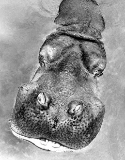 Harry the hippo takes a swim at Coventry Zoo Park. 16th June 1966 Harry the hippo takes a swim at Coventry Zoo Park. 16th June 1966