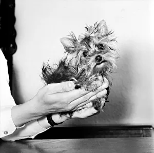 You have heard of lap dogs well Fifi here is smaller than the average Yorkshire Terrier You have heard of lap dogs well Fifi here is smaller than the average Yorkshire Terrier