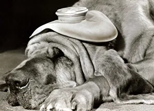 Henry the Blood Hound dog asleep with a hot water bottle on his head to cure his headache Henry the Blood Hound dog asleep with a hot water bottle on his head to cure his headache