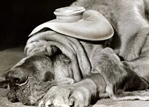 00146 Gallery: Henry the Blood Hound dog asleep with a hot water bottle on his head to cure his headache