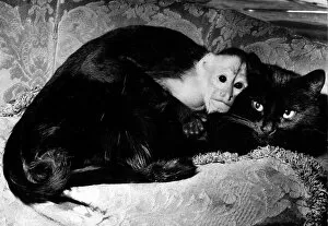 Henry the Capucine monkey and Topsy the cat belongs to Mrs Christine Moule of Marylebone