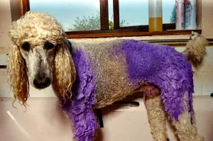 Henry the Violet Poodle has his fur dyed - May 1992 A©Mirrorpix Henry the Violet Poodle has his fur dyed - May 1992 A©Mirrorpix