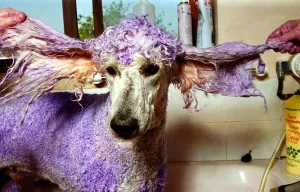 Henry the Violet Poodle has his fur dyed - May 1992 A©Mirrorpix Henry the Violet Poodle has his fur dyed - May 1992 A©Mirrorpix