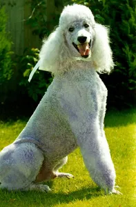 Henry the Violet Poodle at his owners wedding May 1992 Henry the Violet Poodle at his owners wedding May 1992