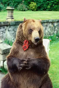 Hercules the bear July 1985 owned by Andy Robin and Maggie Robin wearing a tartan Hercules the bear July 1985 owned by Andy Robin and Maggie Robin wearing a tartan