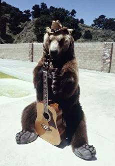 00137 Gallery: Hercules the bear strums a guitar cowboy style in Hollywood May 1983