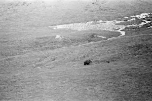 Images Dated 14th September 1980: Hercules The Bear, tracked down and captured on the waste moorlands of North Uist