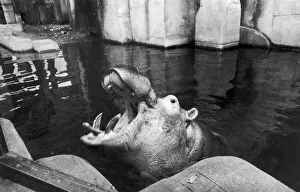 Hercules takes a last dip in his pool at Belle Vue before moving to Cleethorpes Zoo 14th Hercules takes a last dip in his pool at Belle Vue before moving to Cleethorpes Zoo 14th