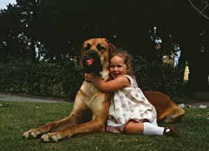 Hermie the Great Dane is pictured with his friend, 3-year-old Emma Rich in Bridgwater
