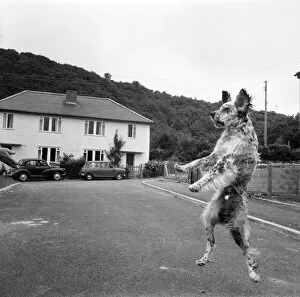 High leaps for dog Tim. July 1970 70-6838-001