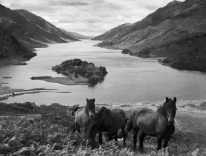 Highland ponies on top of the Tor Choicht plateau, 500 feet above Loch Shiel Highland ponies on top of the Tor Choicht plateau, 500 feet above Loch Shiel