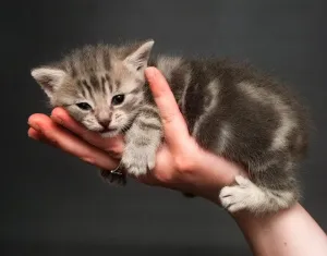 Please give me a home!! one of the 300 kittens at the Cats Protection League HQ in Please give me a home!! one of the 300 kittens at the Cats Protection League HQ in