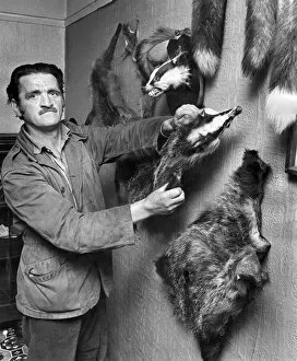 At home - Daniels and his badger skins. June 1973 P006182
