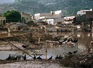 Honduras Weather Hurricane Mitch Nov 1998 vultures eating rotting flesh Honduras Weather Hurricane Mitch Nov 1998 vultures eating rotting flesh