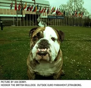 Images Dated 2nd April 1995: Hooker The British Bulldog Outside Euro Parliament in Strasbourg who tried to ban