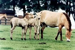 Images Dated 1st May 1994: Horse family - Przewalskis Foals at Whipsnade Wild Animal Park horse horses