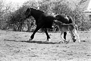 Images Dated 14th April 1977: Horse and Foal. April 1977 77-02104-001