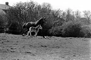 Images Dated 14th April 1977: Horse and Foal. April 1977 77-02104-012