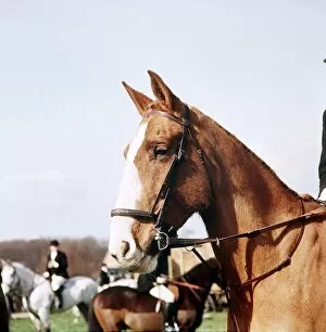 Images Dated 1st October 1973: Horse on the Hunting Field - October 1973