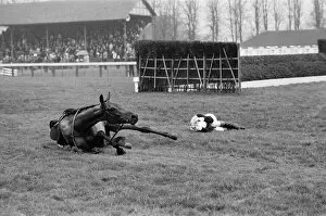 Images Dated 4th January 1972: Horse racing at Windsor, a jockey who has fallen from his horse. 4th January 1972