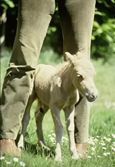 Images Dated 1st October 1985: One hour old Falabella miniature horse Angelica born to Sandstorm at Kilverstone Wildlife
