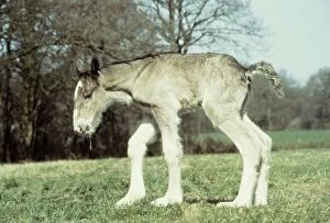 Images Dated 1st April 1984: Four hours old shire colt foal born to mar Sarendon charm takes his first steps at