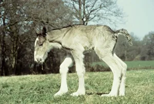 Four hours old shire colt foal born to mar Sarendon charm takes his first steps at Four hours old shire colt foal born to mar Sarendon charm takes his first steps at
