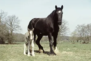Four hours old shire colt foal with his mother Sarendon charm takes his first steps at Four hours old shire colt foal with his mother Sarendon charm takes his first steps at