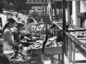 Hull Smoke Houses Machines top and split the Herrings which will go to make kippers Hull Smoke Houses Machines top and split the Herrings which will go to make kippers