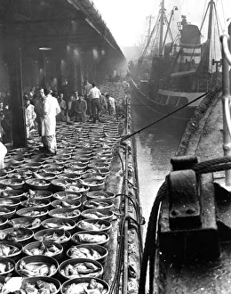 Hull St. Andrews Dock 1954 with fish being unloaded from side winding trawlers of Hull St. Andrews Dock 1954 with fish being unloaded from side winding trawlers of