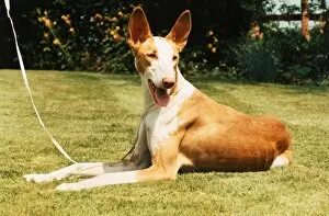 An Ibizan Hound dog lying down on the grass June 1987