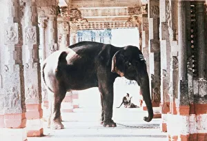 India The temple elephant and an old man in the temple colonade at Kancheepuram near India The temple elephant and an old man in the temple colonade at Kancheepuram near