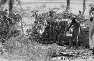 Nm20060726 Gallery: India - War Scenes - 1971 13 / 06 / 1971 DM71 - 11726 A┬┐ Daily Mirror