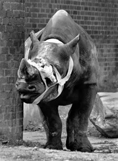 Injured Rhino. March 1990 P000636