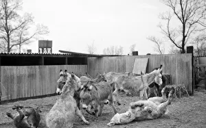 Irish donkeys due for export to Italy. 2/3/1952 C1074 Irish donkeys due for export to Italy. 2/3/1952 C1074