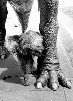 Irish wolfhound dog urinates on the leg of a full scale model of the dinosaur Irish wolfhound dog urinates on the leg of a full scale model of the dinosaur