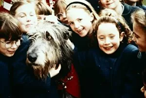 Images Dated 25th September 1994: Irish Wolfhound - September 1994 Irish Guards Mascot mobbed by adoring fans