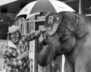 Jack Fossett and Maureen the elephant at Belle Vue to promote the 1989 Belle Vue Circus Jack Fossett and Maureen the elephant at Belle Vue to promote the 1989 Belle Vue Circus