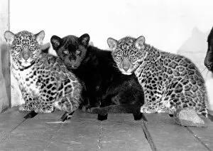 Images Dated 3rd January 1989: Jackson the Black Jaguar sits in between his two brothers