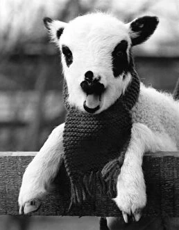 This Jacobs lamb was given a scarf by his keeper at Chessington Zoo